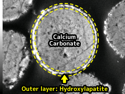 Spherical Calcium Carbonate  surface-treated with Hydroxylapatite.